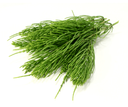 extrakt z přesličky v NEOfloraxu